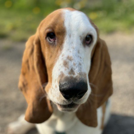Foto Frodo